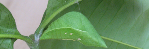 Pupae